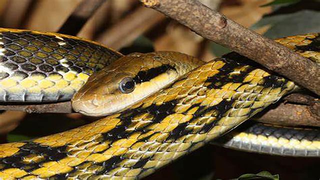 广西最毒的蛇三万蛇图片