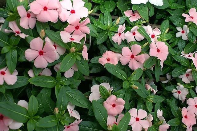 向日葵泰迪熊种子，夏天收获一片花海