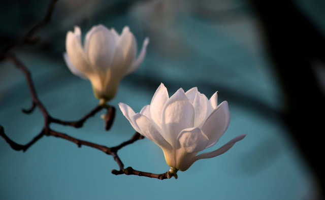 描写玉兰花开的句子，诗词鉴赏-玉兰花开春自来