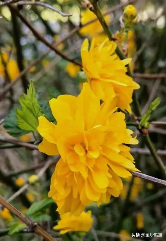 春天的花有哪些，夏天的花有哪些（<一>棣棠花、紫荆花、梨花和丁香花）