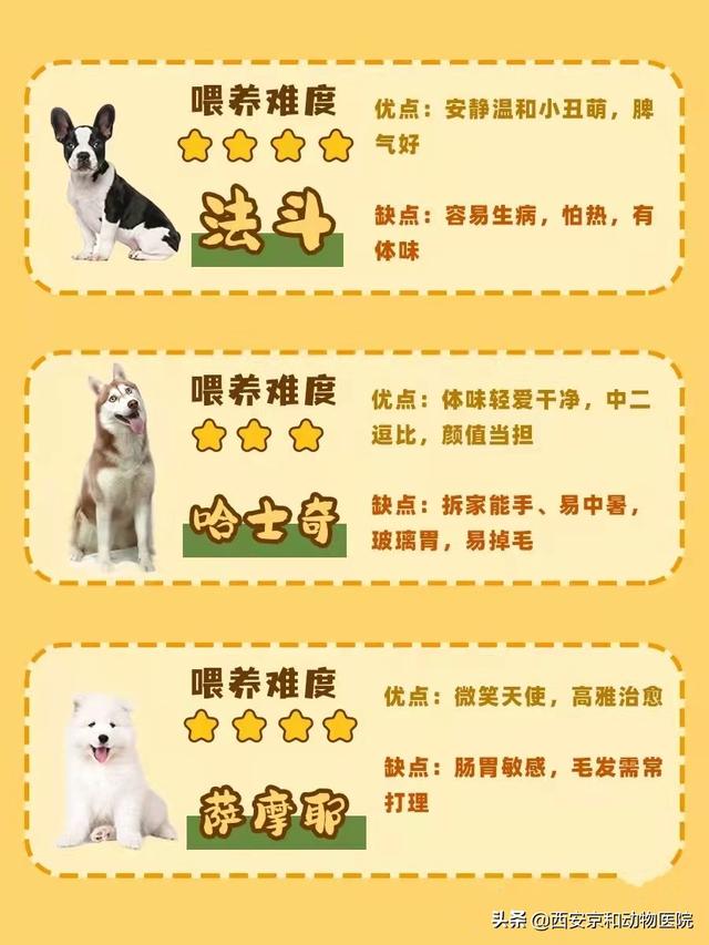 狗的品种名大全，新手养狗课堂丨常见16种狗狗优缺点及喂养难度合集