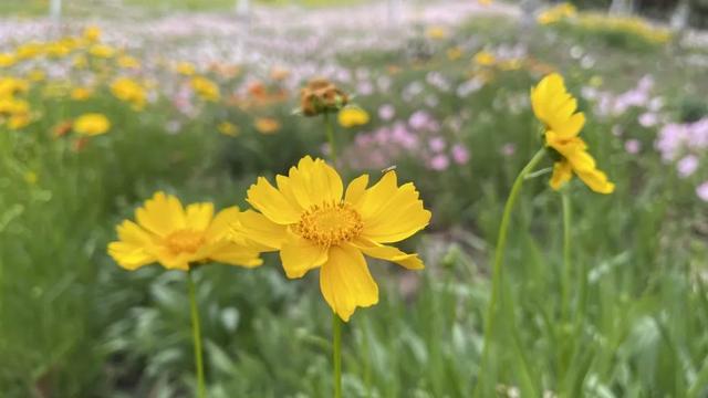 六月的菊花长啥样，一起去打卡西昌初夏美景