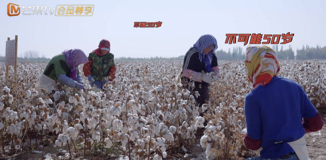 新疆摘棉花是什么梗，张智霖戴头巾摘棉花被阿姨误认为20多岁