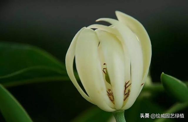 怎么养佛花千瓣金莲，千叶佛莲花怎么养（最有佛性的“五树六花”这些禅意绿植放在家里好养又增光）