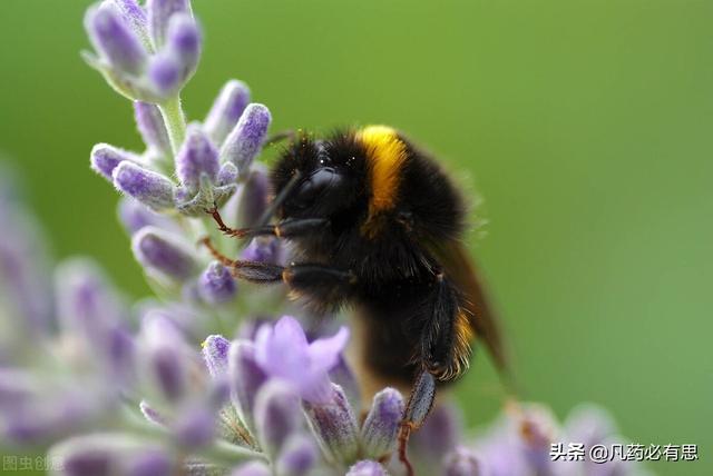 被蜜蜂蛰了找不到刺怎么办，被蜜蜂蛰了怎么办（孩子捣蛋被蜜蜂蛰了，如何急救）
