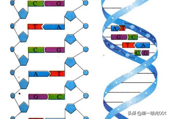 dna结构分子是什么，DNA分子的结构模型