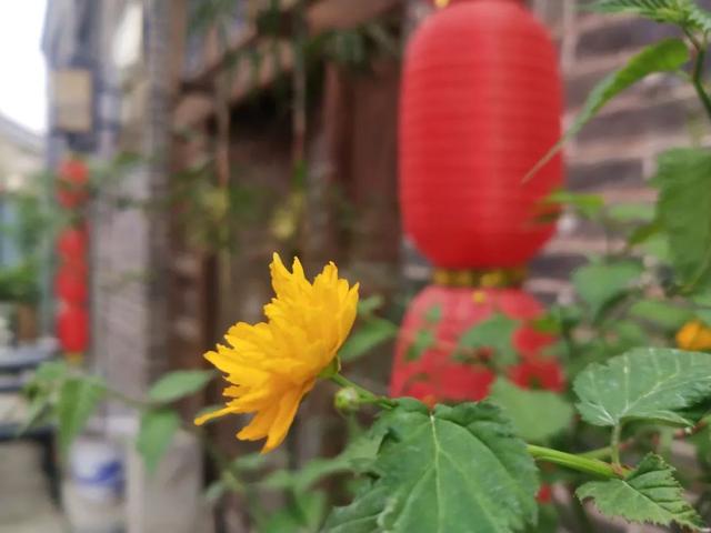 韩城本地特色美食，韩城市特产美食（韩城春游记）