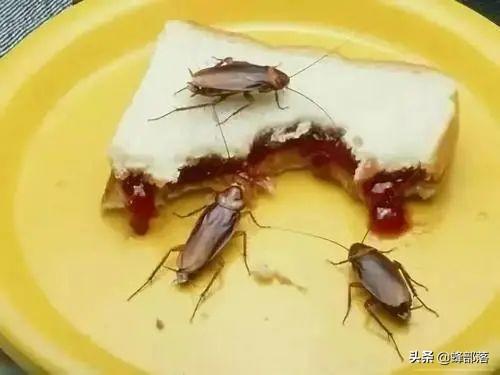 蟑螂是怎么产生的，蟑螂是怎么形成的（人送外号“小强”）