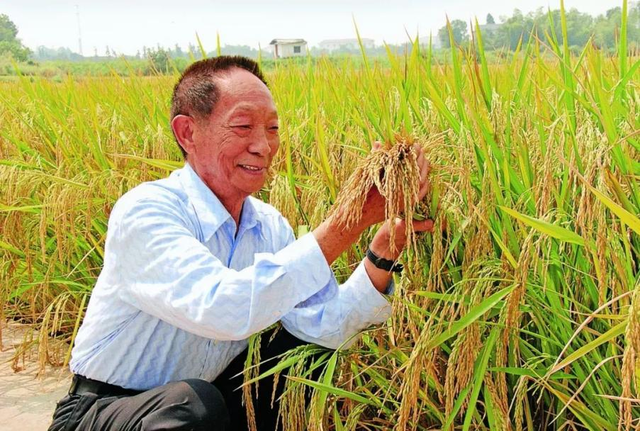 我国海水稻破百万亩，2020年海水稻种植面积（计划10年增加到1亿亩）