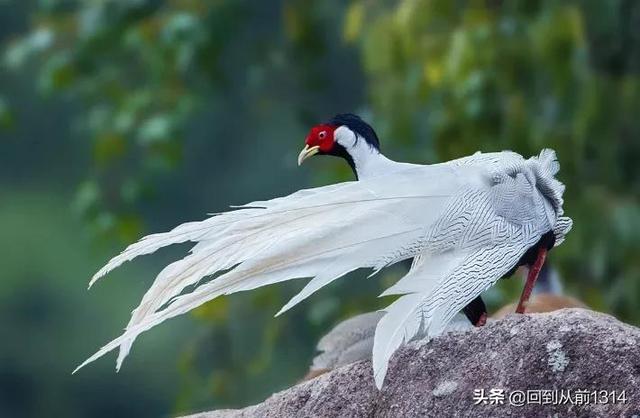 白娴鸟（白娴鸟图片，白娴鸟怎样的养殖（白鹇鸟唯美图片）