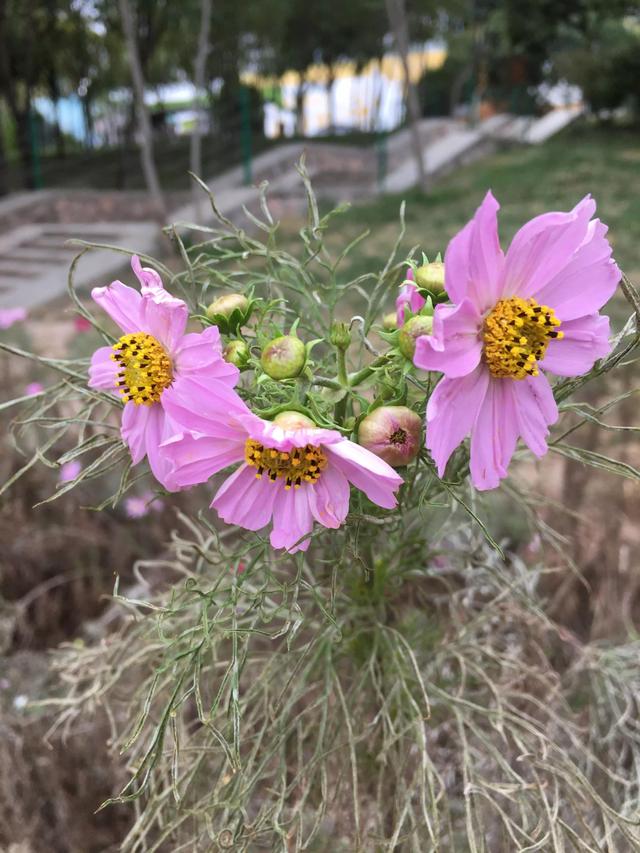 描写植物的优美句子，描写植物的优美句子摘抄（五彩斑斓千姿百态）