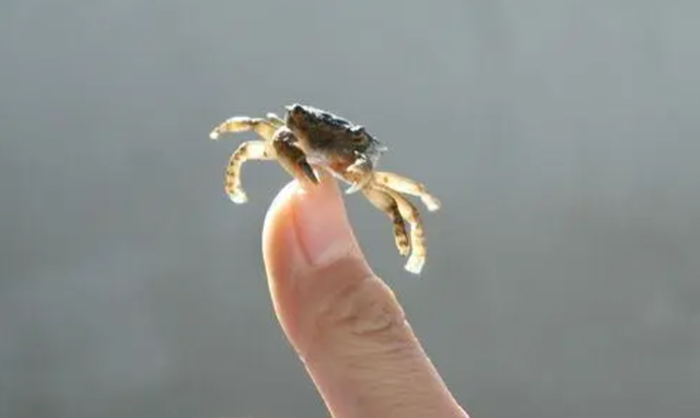 小螃蟹吃什么食物（如今在当地居民餐桌上挣扎着）