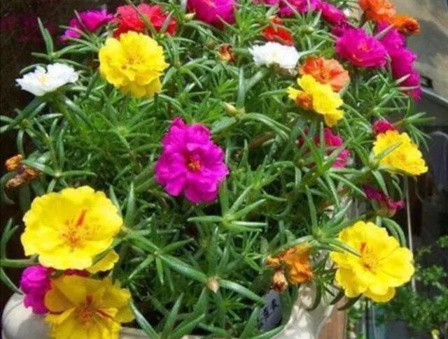 太阳花怎样养护才开花多，掌握3个“技巧”