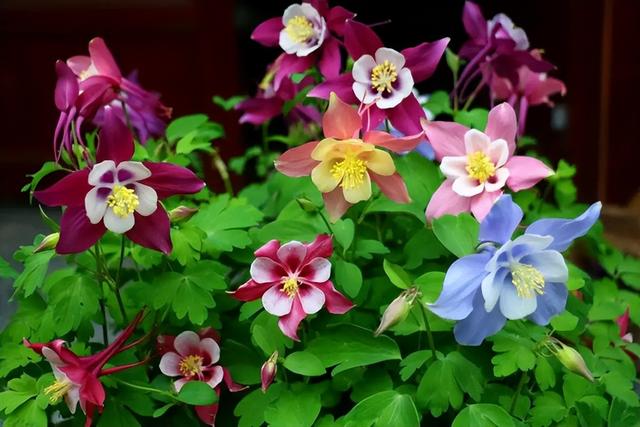 春天开的常见的花，春天的花有哪些（春天的花有哪些 名字）