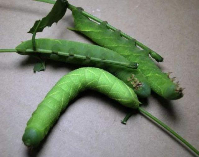 菊花脑的做法，菊花脑凉拌怎么做（外地人：一看就不好吃）