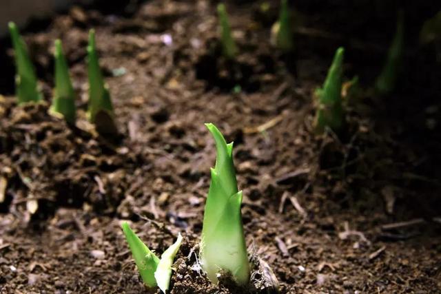 关于春分的古诗词，关于春分的古诗词是四句（人间万物皆恰好）