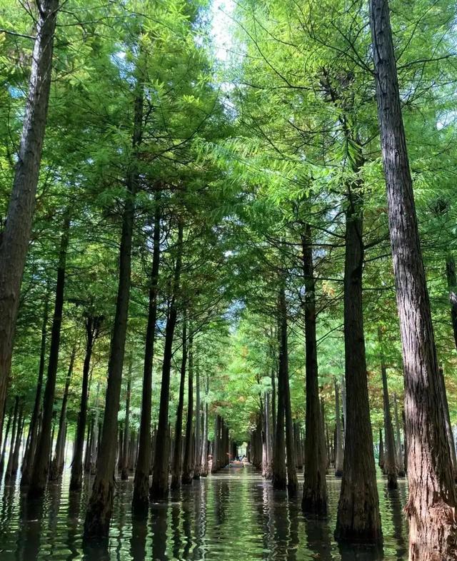 昆明一日游最佳景点一览表，昆明32个最适合一日游的免费景点（四季如春的昆明很适合旅游）