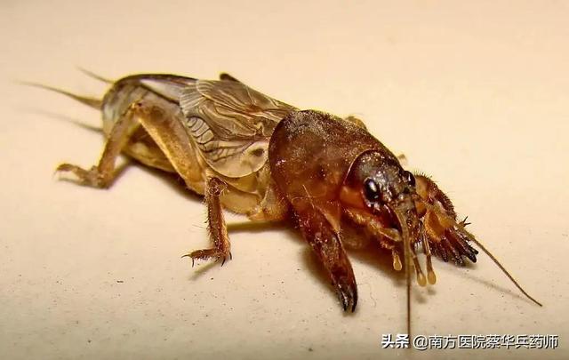 蝼蛄属于哪类昆虫，蝼蛄是昆虫还是非昆虫（是一味利水消肿良药）