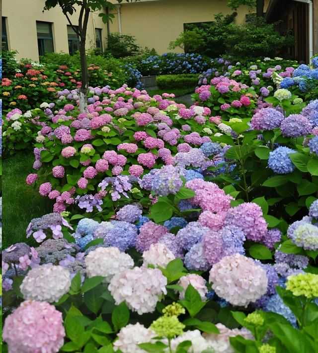 冬天有什么花开放，冬季开花的花卉有哪些（8种“稀罕花”）