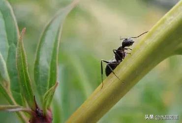 10种代表春天的动物，春天的动物有哪些（塞北动植物们话辛丑牛年时节）