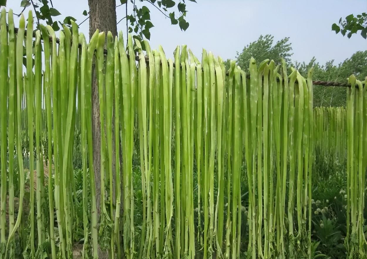 贡菜是什么菜长什么样，贡菜和莴笋的区别