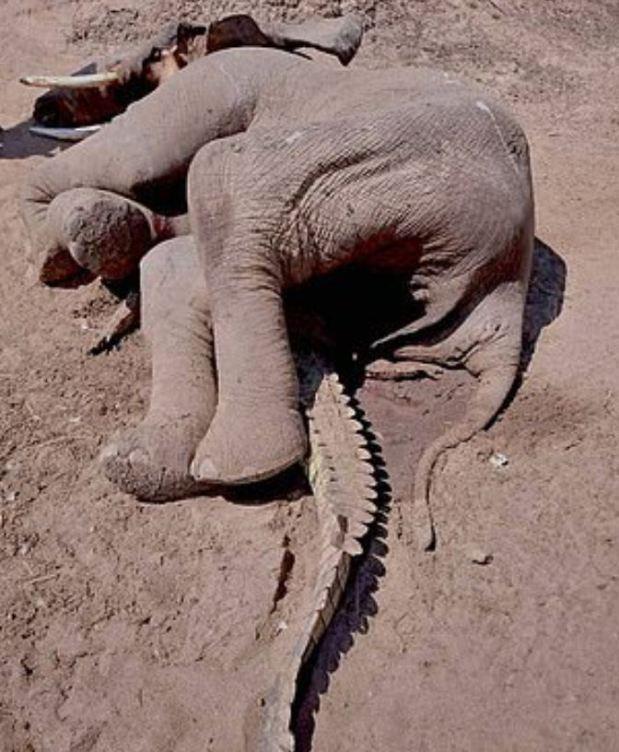 杨棋珺非洲森林象，非洲森林象和亚洲象（称霸非洲草原无敌手）