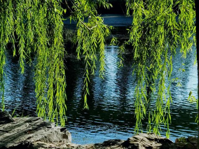 同学情谊的句子，珍惜同学情谊的句子（道一声秋安）