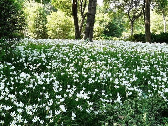花的种类及花语，花的种类及各自花语（常见植物图鉴，出门识花不求人）