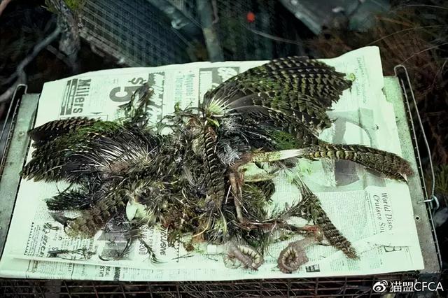 鸮和猫头鹰区别，领角鸮和猫头鹰区别（最大的鹦鹉却不会飞）