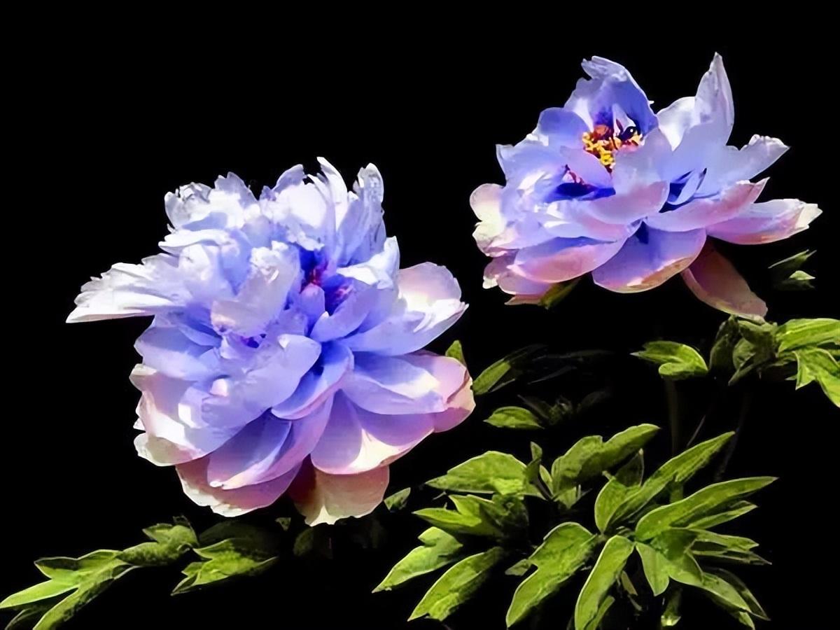 紫蓝魁牡丹花特点(黄花魁绿 晨红黄和大朵蓝粉色类牡丹欣赏欣赏)