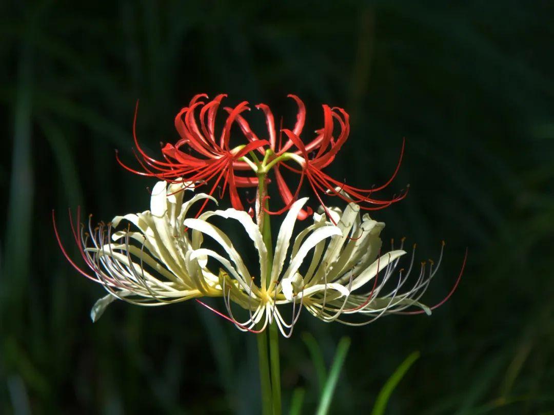 植物园内有一种神秘而妖娆的花(盛开的彼岸花,凄美的曼殊沙华的传说)