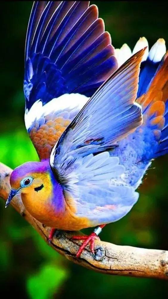 七彩文鸟的养殖方法，七彩文鸟的详细养殖知识（大自然中的“彩色精灵”）