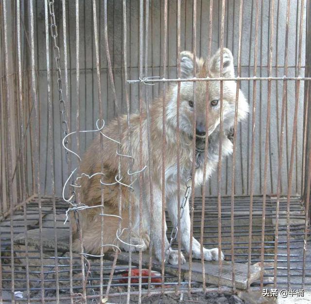 战力最强的老虎，老虎的战斗力排第几（豺狼虎豹中的豺究竟有多厉害）