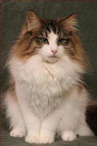 波斯猫多少钱一只，折耳猫价格多少钱一只（宠物猫价格排行榜）