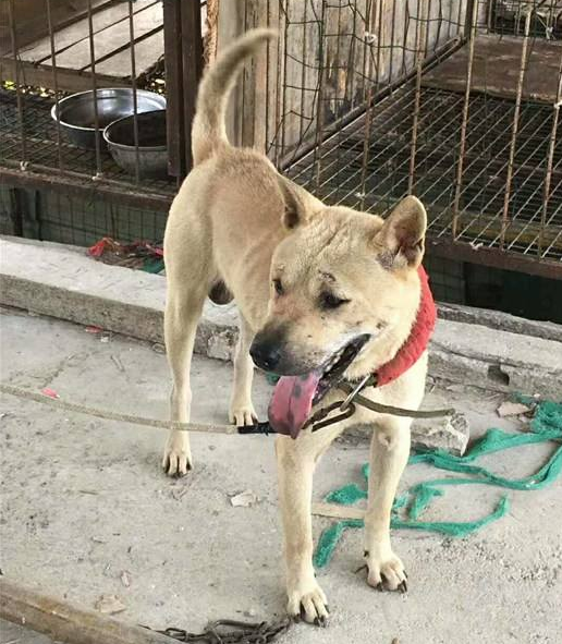 狗的品种图片名字大全，狗的品种大全及名称（原来中华田园犬也有那么多品种）