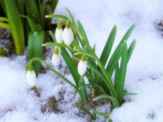 雪滴花的花语，全球最漂亮罕见的花（蕊绽凌雪寒。心香含情诉）