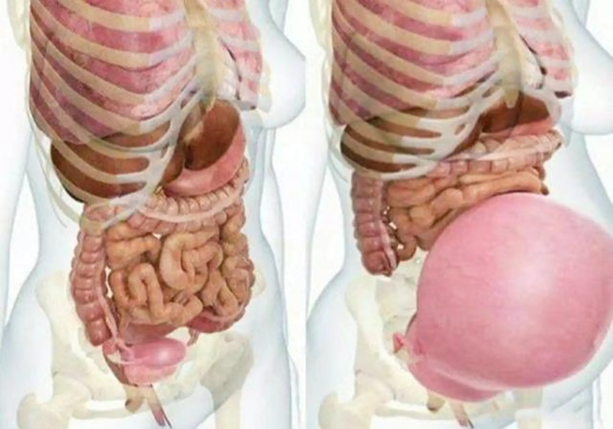 身体器官图(全身器官分布图)