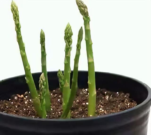 阳台适合种什么菜，什么菜适合在阳台上种（阳台小就种“4种菜”）