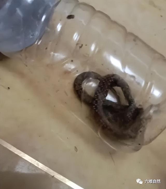 猫为什么可以跟毒蛇打架，猫和蛇打架猫不怕毒吗（重庆一只小猫叼着小毒蛇回家）