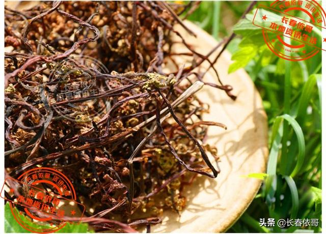 东北野生野菜有哪些，长白山中山野菜——猴子腿