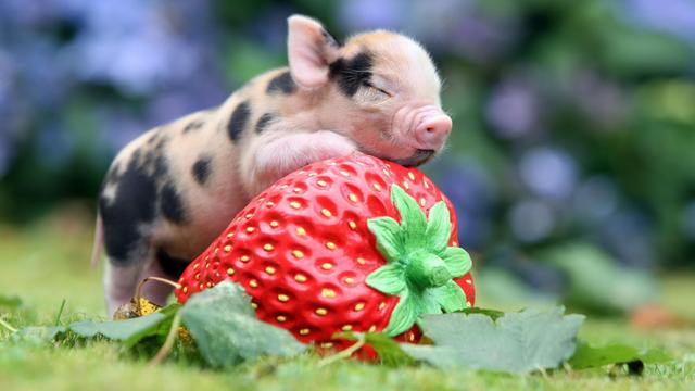 宠物猪会长大吗，宠物猪会长大吗图片（营口女生养5年宠物猪从3斤长到400斤）