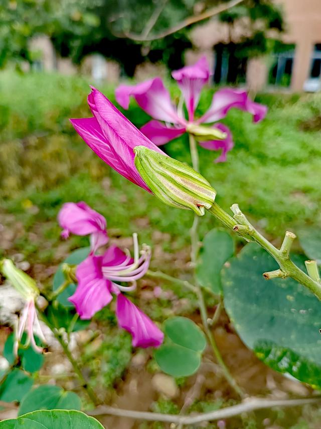 紫荆花代表什么，紫荆花代表什么精神（紫荆花的花语是亲情）