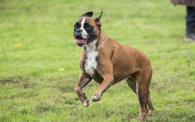 拳师(拳师酱解说),为何养"拳师犬"的人日渐增加(拳