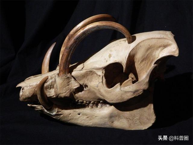 公牛真鲨百科介绍，死法最憋屈的动物