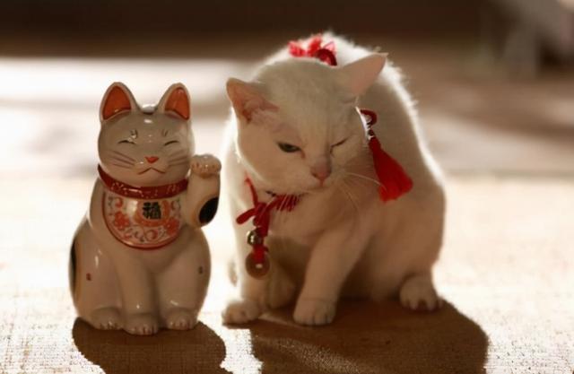 招财猫的饲养教程，招财猫养殖方法和注意事项（“招财猫”你用对了吗）