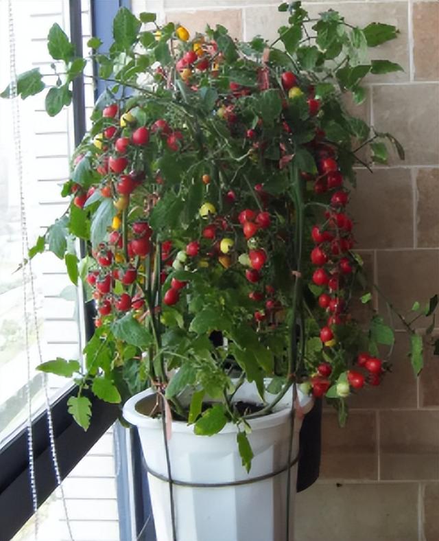 西芹和芹菜的区别，西芹和芹菜的区别图片（10种“省心菜”）