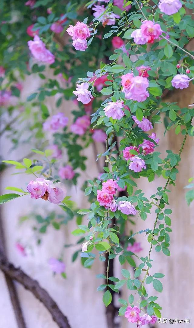 黑色蔷薇花的花语，黑蔷薇的花语和象征（今日分享——蔷薇）