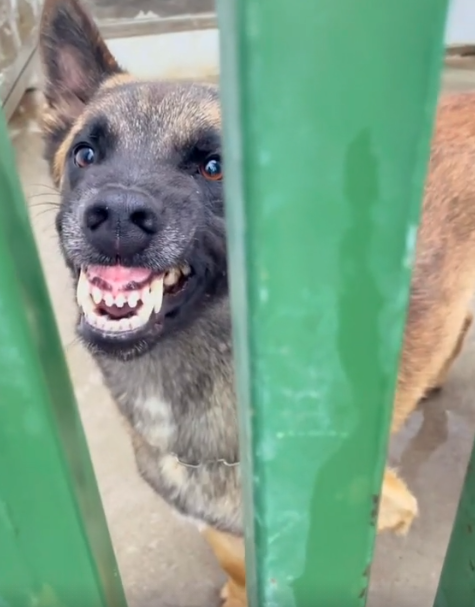 巴顿犬多少钱 巴顿 军犬