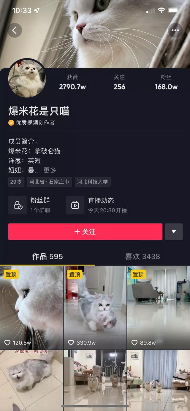 魔法哈奇怎么抓战宠，魔法哈奇怎么抓战宠视频（有一位以治愈系合集为主）