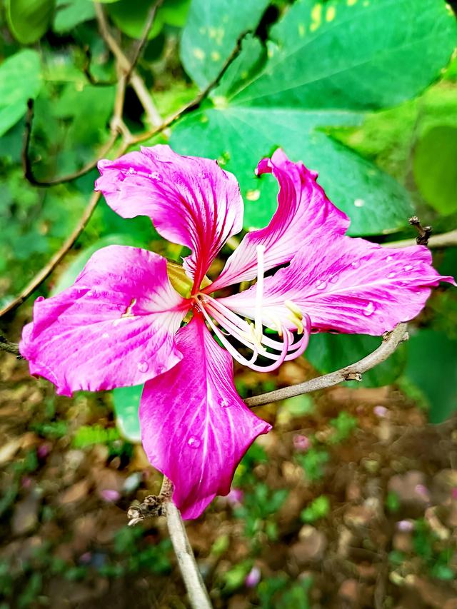 紫荆花代表什么，紫荆花代表什么精神（紫荆花的花语是亲情）